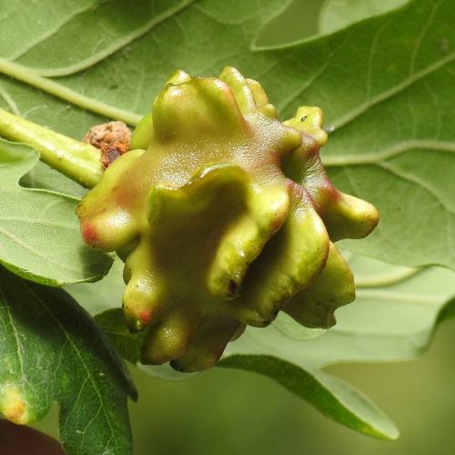 Knopper Oak Gall Wasp | NatureSpot