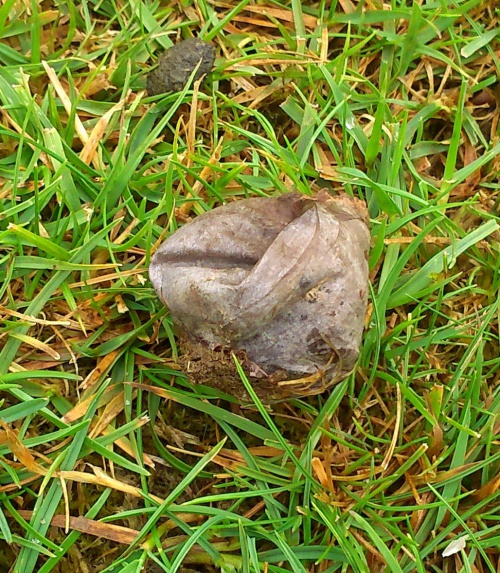 Brown Puffball | NatureSpot