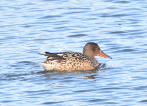 Shoveler | NatureSpot