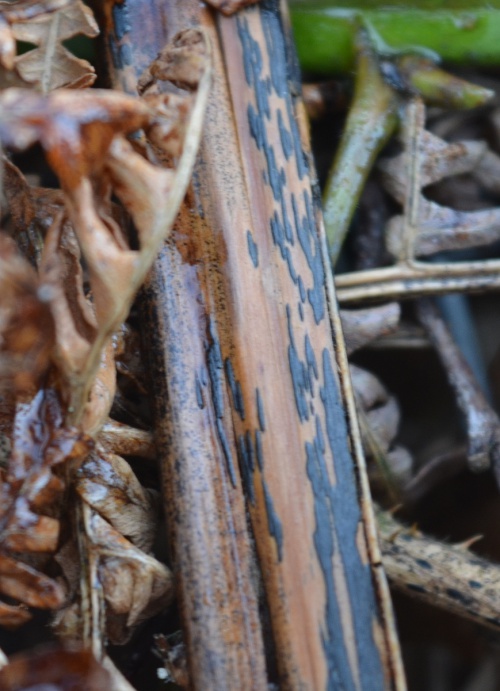 Species image