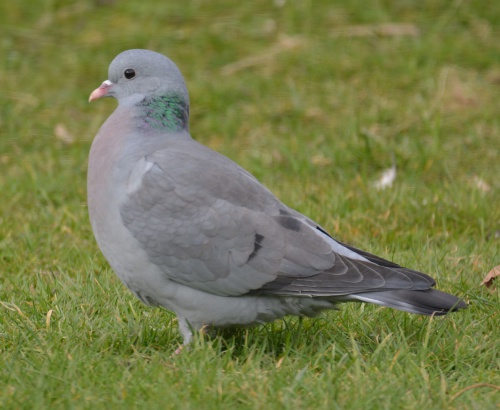 Stock Dove | NatureSpot