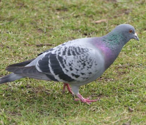 Feral Pigeon (Rock Dove) | NatureSpot