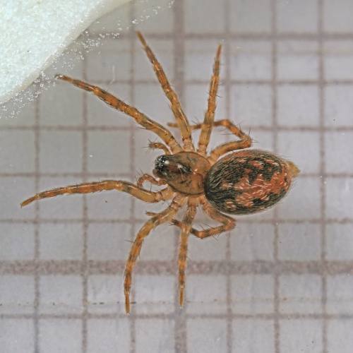 Hahniidae - Lesser cobweb spiders