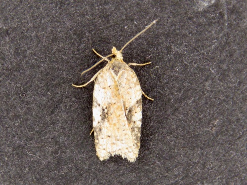 Species image