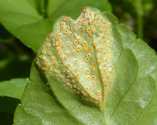 Photo of the association