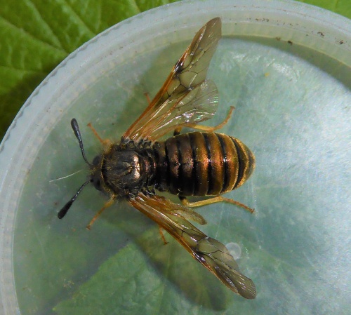 Species image