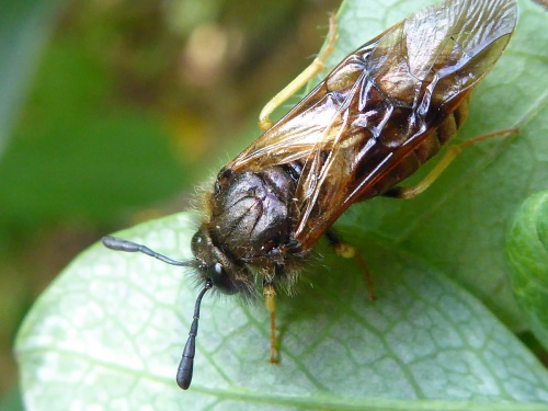 Species image