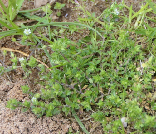 Species image