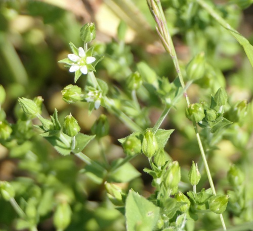 Species image