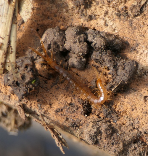 Species image