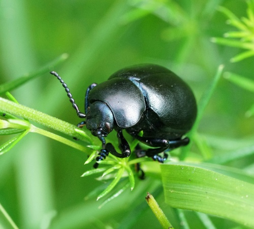Bloody-nosed Beetle | NatureSpot