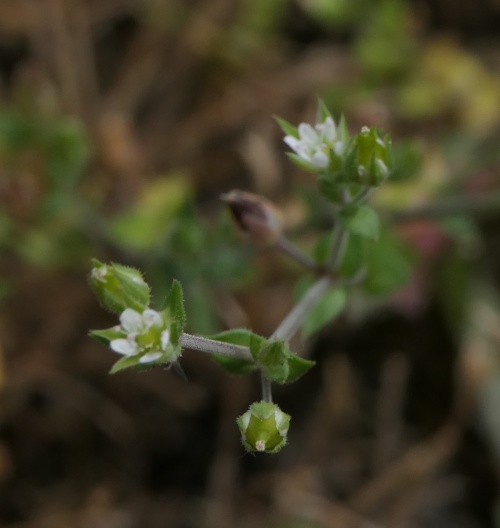Species image