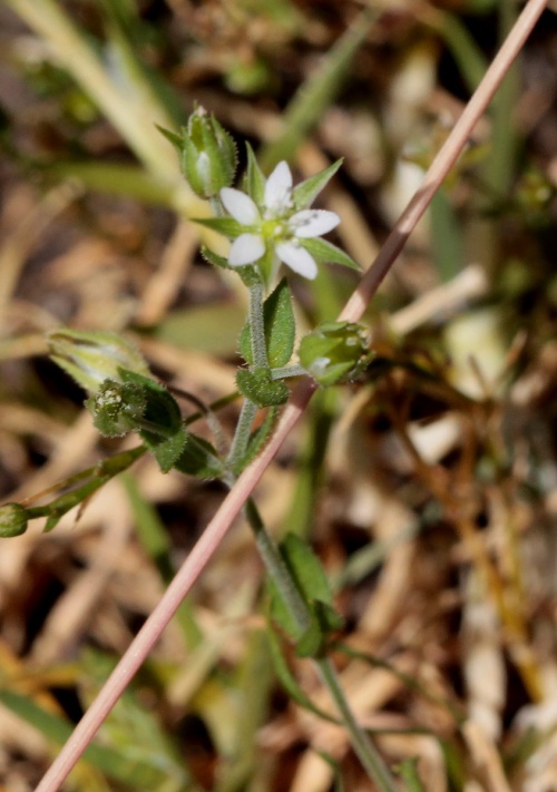 Species image