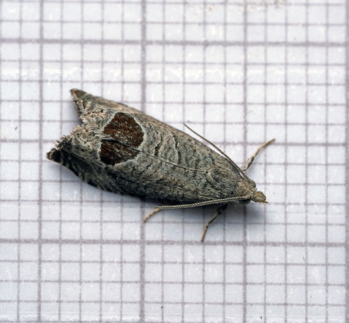 Bramble Shoot Moth | NatureSpot