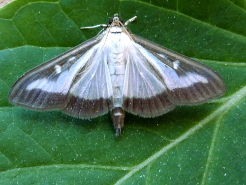 Cydalima perspectalis | NatureSpot