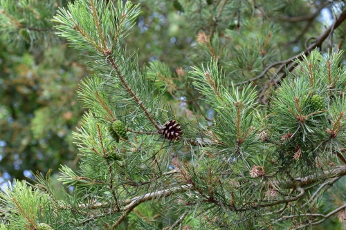 Scots Pine 