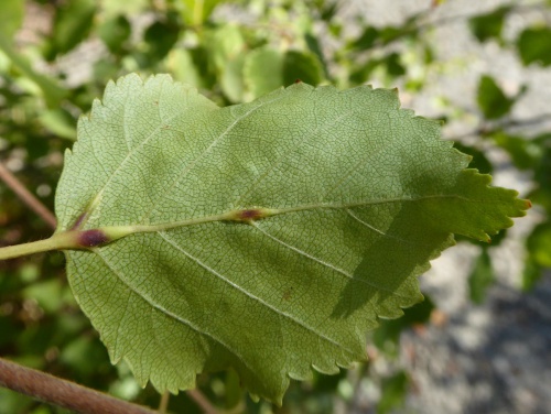 Photo of the association