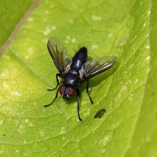 Sarcophagidae - Flesh flies | NatureSpot