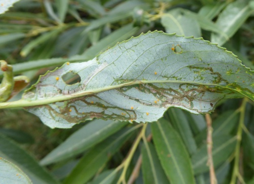  Phyllocnistis saligna/asiatica
