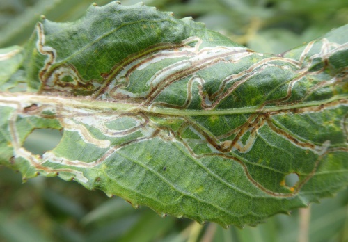  Phyllocnistis saligna/asiatica