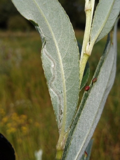  Phyllocnistis saligna/asiatica