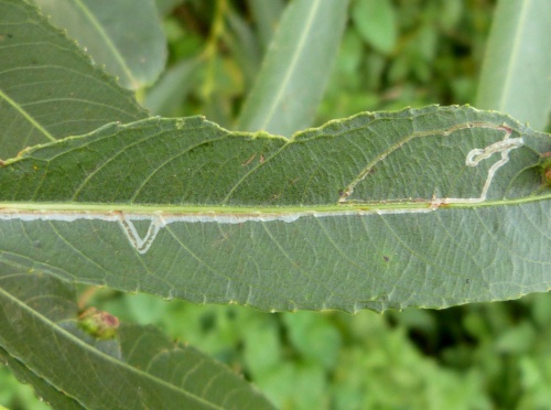 Species image