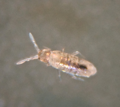 How To Identify Springtails