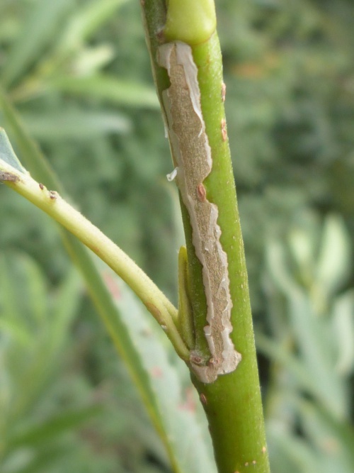 Species image
