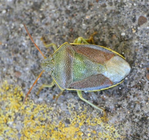 Gorse Shieldbug | NatureSpot