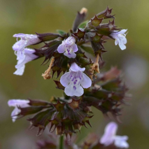 Common Calamint | NatureSpot