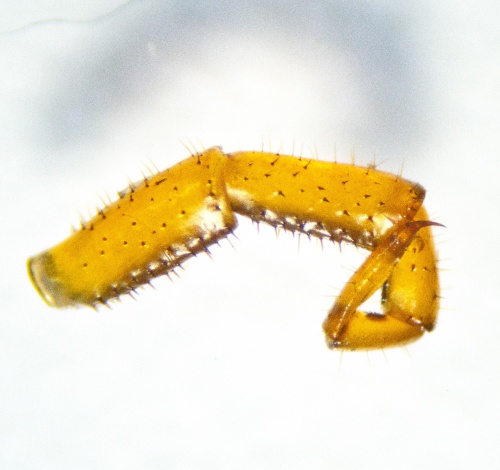 Species image