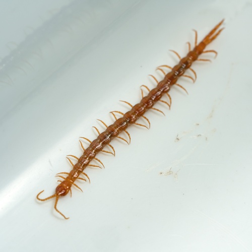 Species image