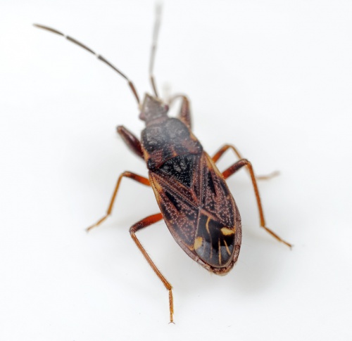 Bug break
