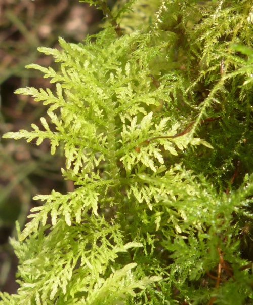 Common Tamarisk-moss | NatureSpot