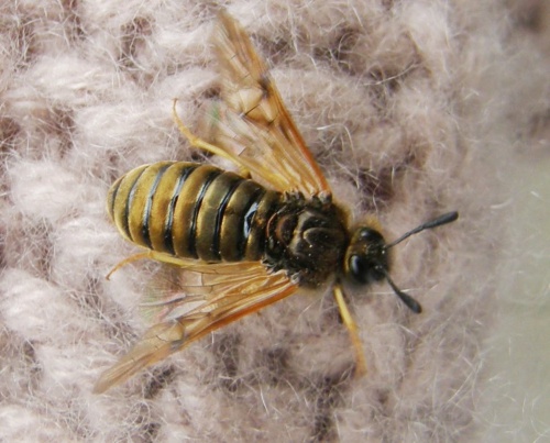 Species image