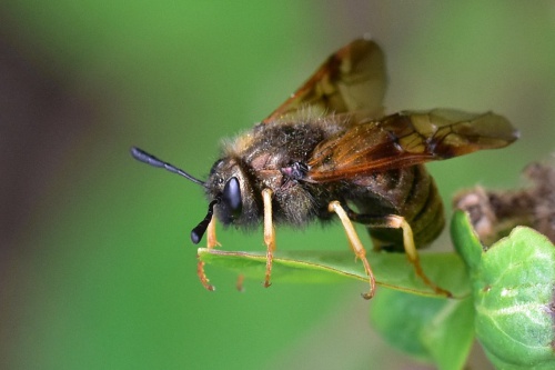 Species image