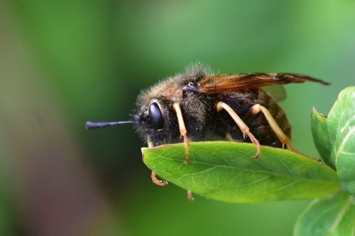 Species image