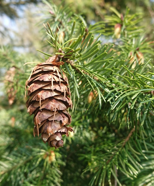 Douglas Fir | NatureSpot