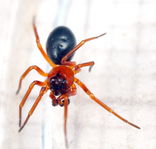 Linyphiidae Money Spiders NatureSpot