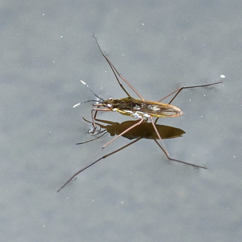 Common Pondskater | NatureSpot