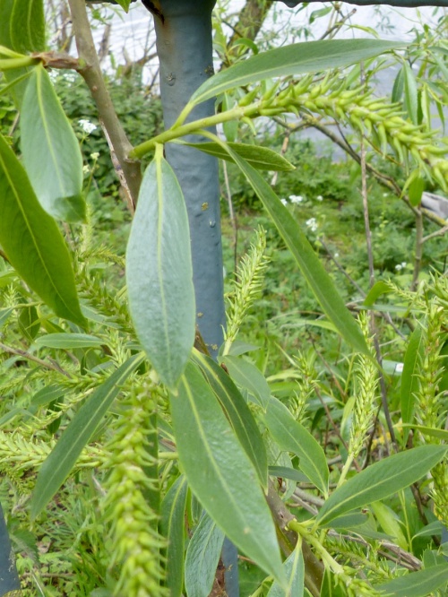 Species image