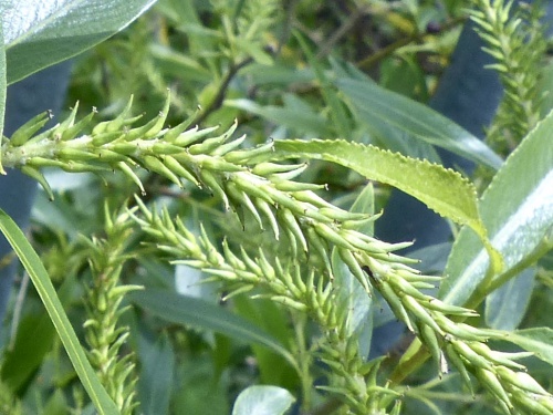 Species image