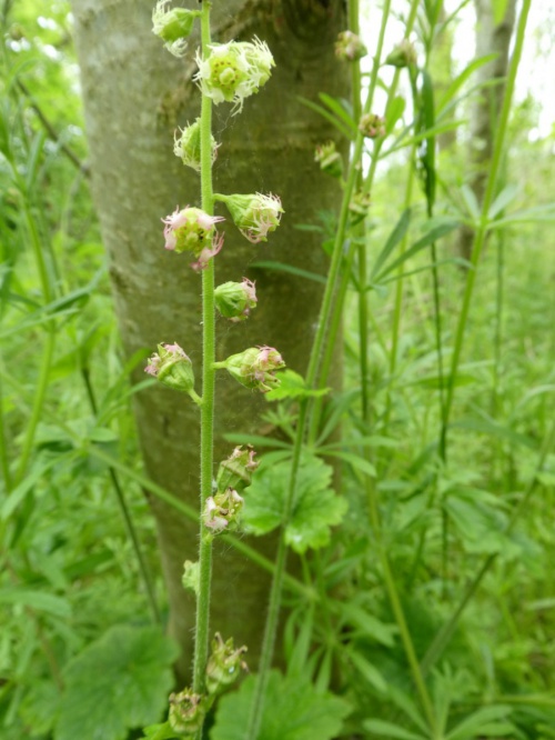 Species image