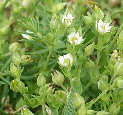 Species image
