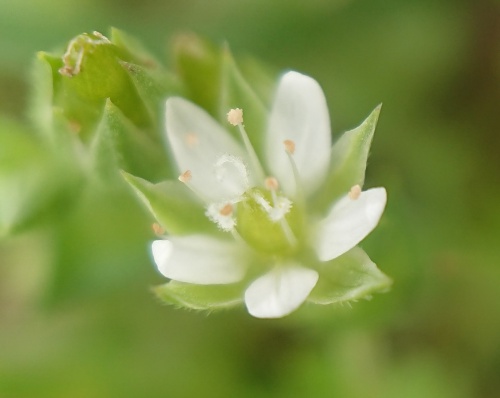 Species image