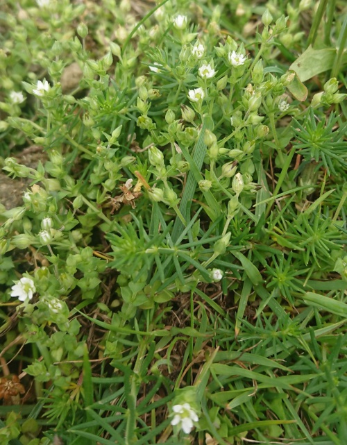 Species image