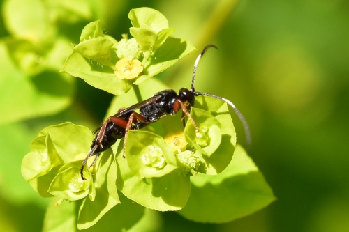 Virgichneumon albosignatus