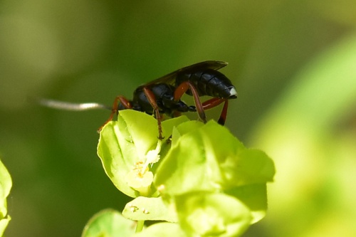  Virgichneumon albosignatus