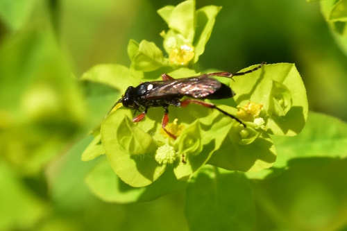  Virgichneumon albosignatus