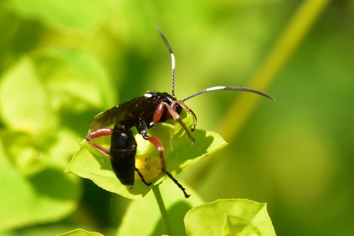 Species image